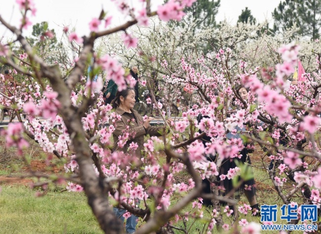 江西永修：花开凤凰山