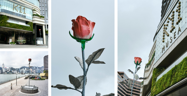小王子的浪漫｜从纽约MoMA到维港海滨，巨型玫瑰终于K11 MUSEA绽放