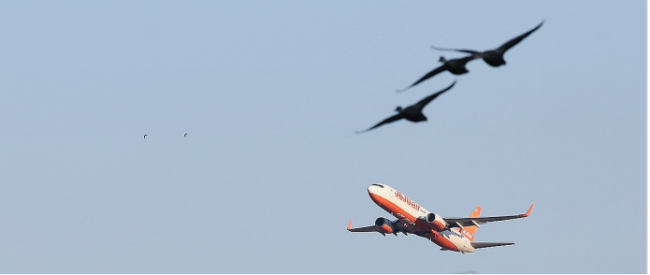 韩国发布最新航空安全管理方案：境内所有机场将安装探鸟雷达设备 加强鸟击防范措施