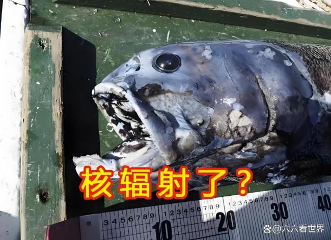 日本冲绳海港出现凶猛鱼类