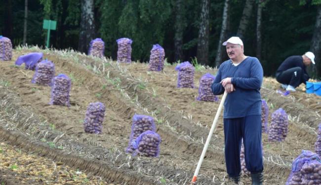 卢卡申科带土豆访华的深意 农业合作新契机