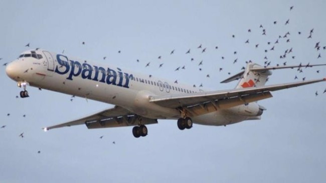 美媒：荷兰机场养20头猪 防止鸟撞击飞机引发事故