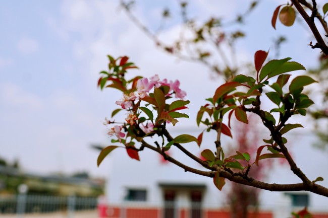 春日限定|花开美景邂逅军营