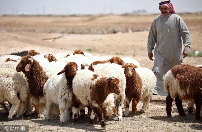 叙媒：极端组织在叙利亚中部射杀3名牧民，偷走1000多只羊