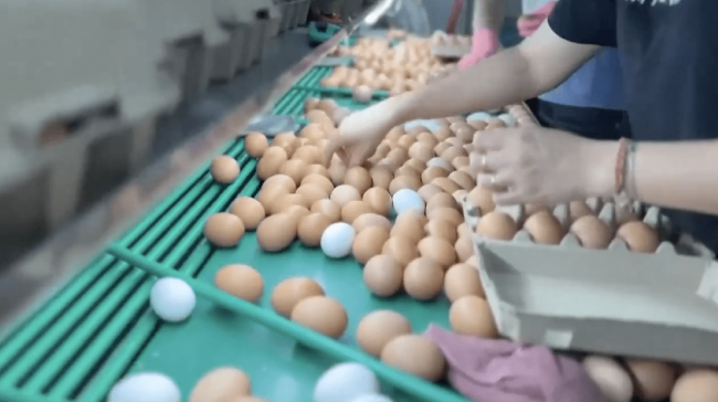 台当局着急销毁5402万颗进口蛋 被批"又笨又坏"