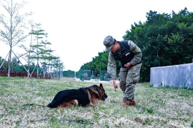 引导员和军犬，都是12年军龄的“同年兵”！