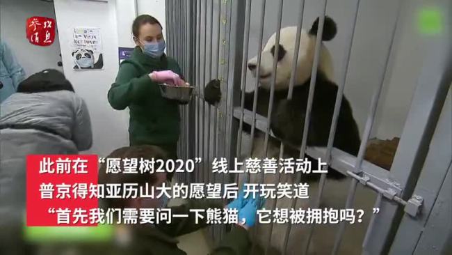 俄罗斯病重男孩想拥抱中国大熊猫 普京帮助圆梦