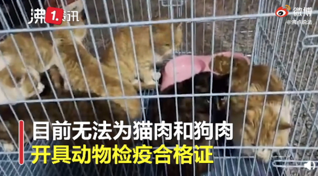 湖南永州市场卖现宰活猫，网友:无法接受！