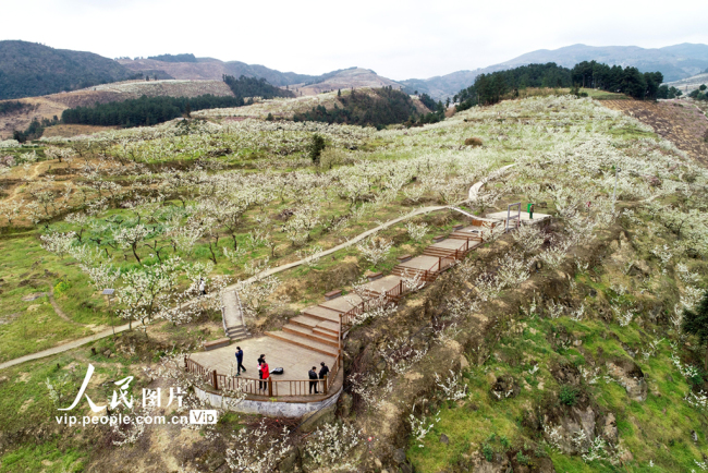 四川泸州：扶贫路 春景美