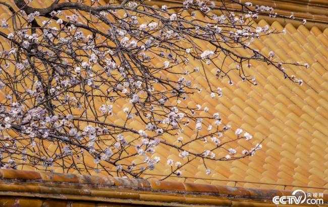 北京故宫内的杏花盛开