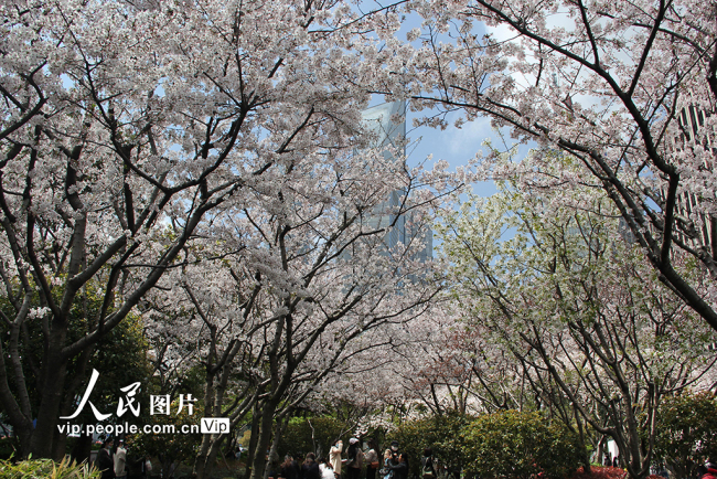 上海：“最美地铁口”樱花盛开 游客争相打卡赏花【4】