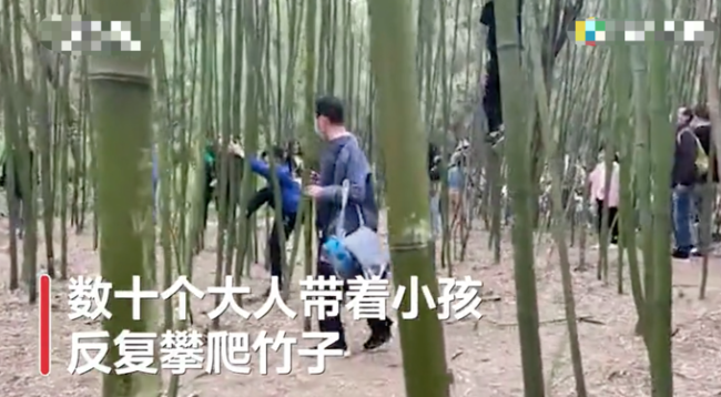 少林寺竹林被上百游客刻字 数十人攀爬扭断幼竹