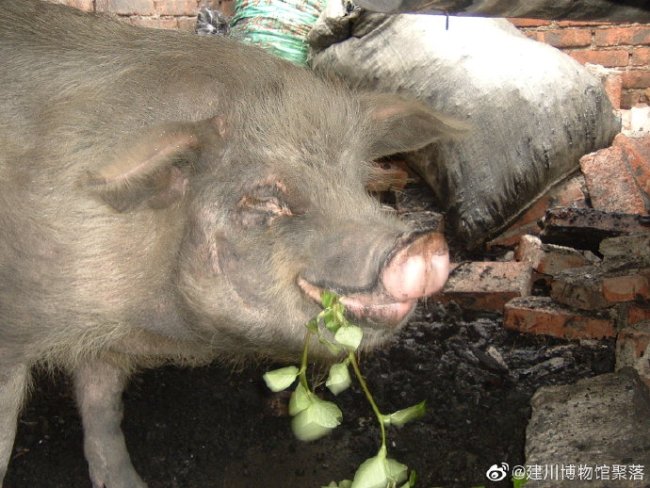 建川博物馆：14岁“猪坚强”已入弥留，只在须臾