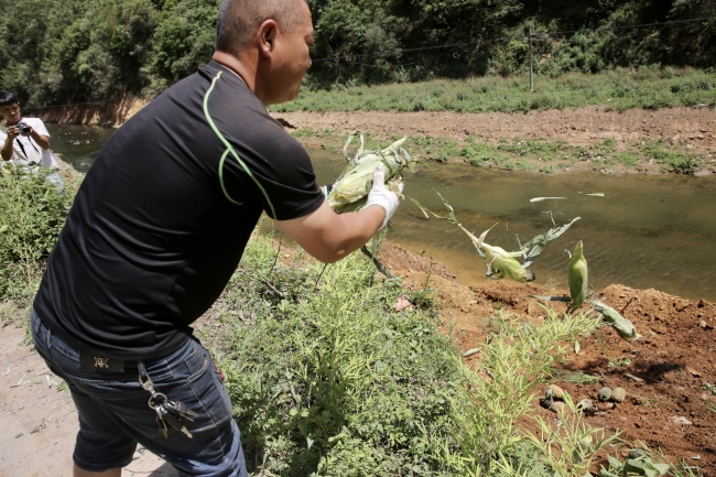 “追象”行动：撒菠萝、设护坡、20吨重卡路边待命