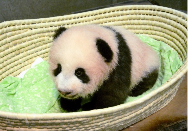 东京动物园大熊猫疑似怀孕附近中餐馆股票大涨