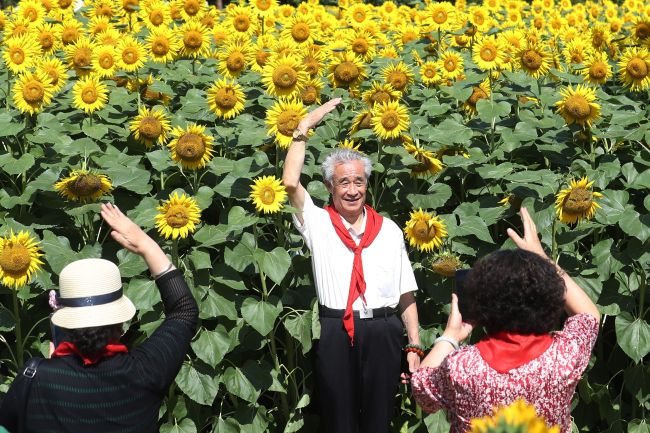 北京奥森公园百亩向日葵火热绽放