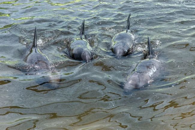 6天16头！鲸类频繁搁浅为哪般