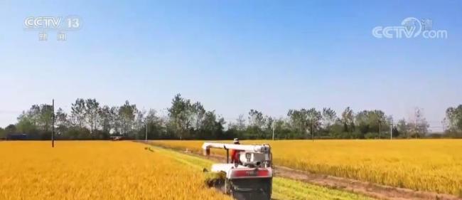 农业农村部：早稻生产现代化进程加快推进 早稻丰收已成定局增产趋势明显