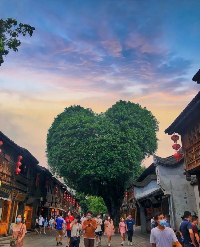 爱你的形状！福州三坊七巷这棵树火了