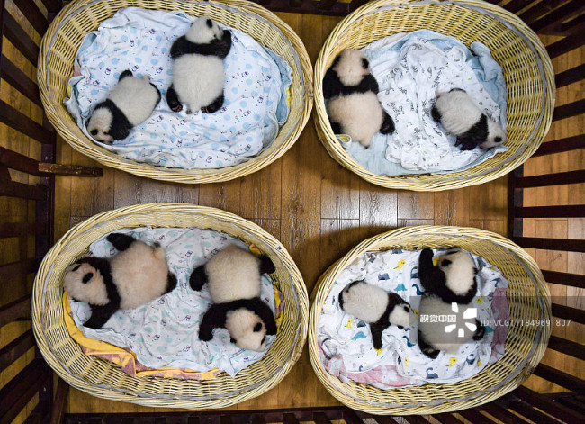 四川阿坝：2021年出生8只熊猫幼崽首次同框留影编辑图片素材-ID:1349691807
