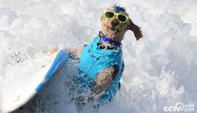 美国加州举行狗狗冲浪比赛