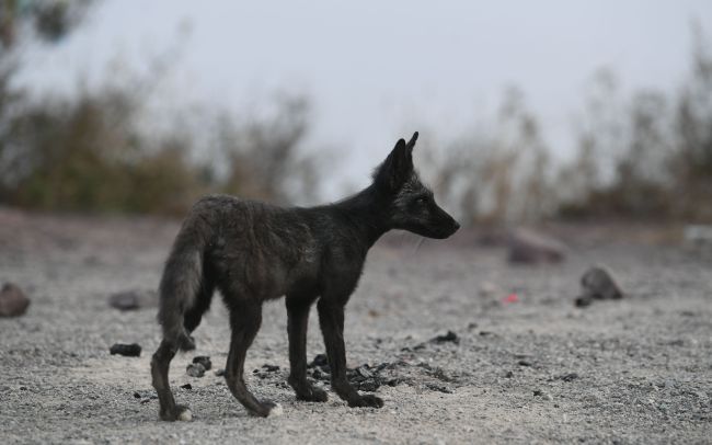 北京妙峰山偶遇銀狐專家表示或非野生動物