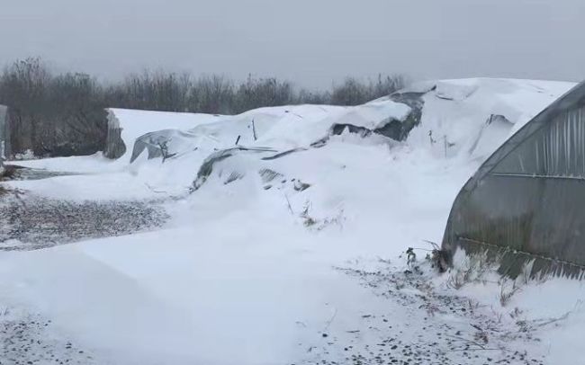 降雪持续 京郊有采摘园大棚被积雪压塌