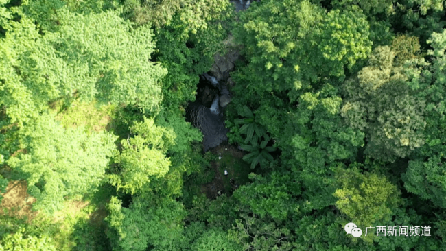 广西一山上现金黄色不明生物 初步判断为亚洲金猫