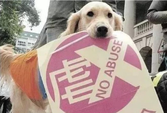 就聊十分钟|呼吁动物保护立法 你愿意投上一票吗？