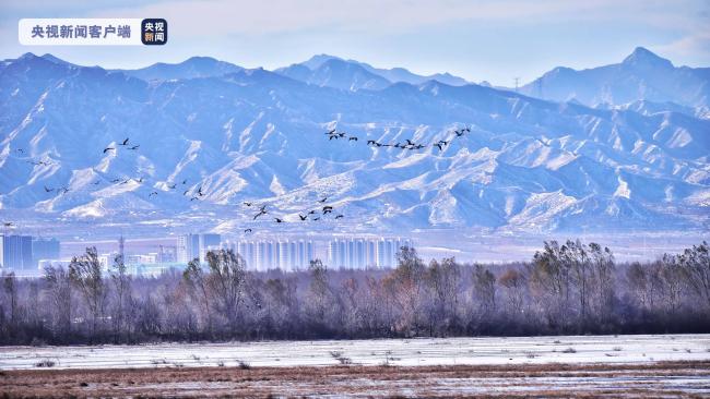 冬日美景！北京延庆野鸭湖候鸟成群 自在栖息