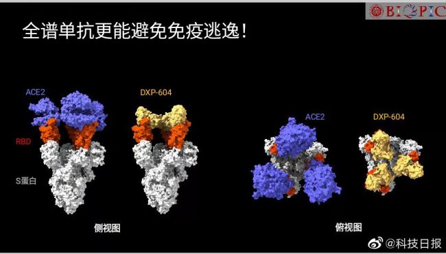 我国新冠特效药或再出“黑马”，能防变异株