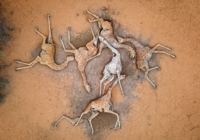 肯尼亚干旱的恐怖一幕：长颈鹿呈螺旋状死在地上