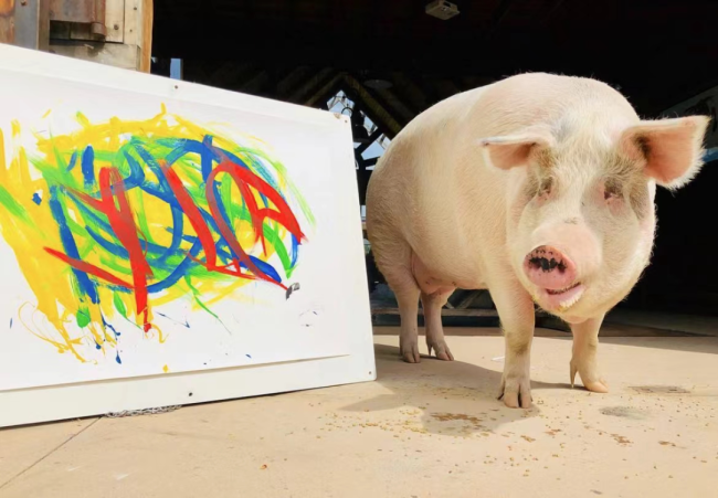 全世界最会画画的小猪 一幅画就卖了近17万