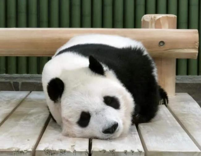《彩票计划最准的软件_日本将延期返还大熊猫“旦旦”》