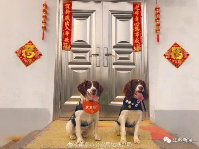 超小號警犬在線征名！