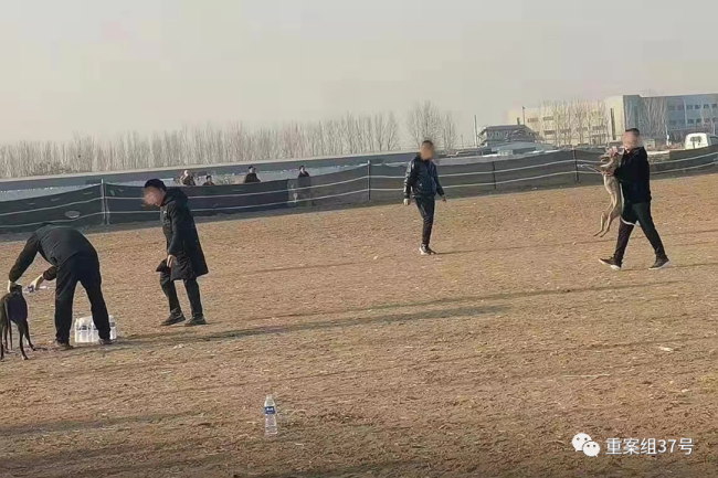 暗访“狗撵兔”赌局：每场下注上万元 庄家抽成20%