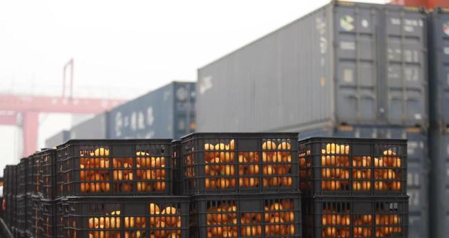 中老铁路开通后 20万斤冰糖橙“坐上”跨境列车