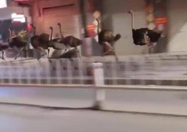 广西近百鸵鸟“越狱”街头狂奔
