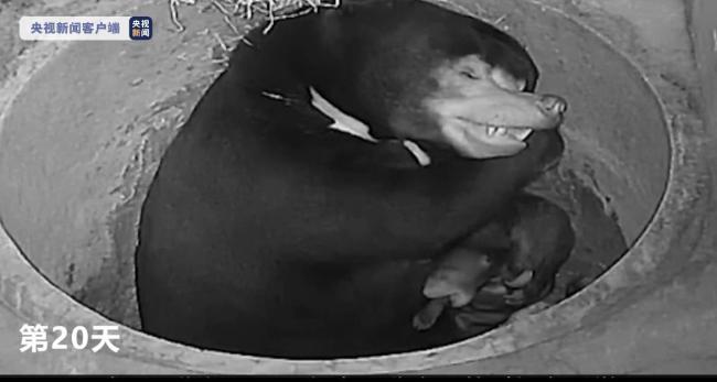 广州动物园时隔16年再次成功繁殖马来熊