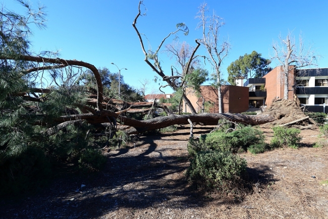美国洛杉矶遭风暴袭击 多处大树被吹倒