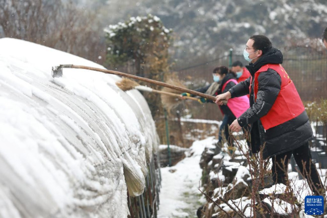 1月29日，浙江省杭州市临安区天目山镇亭口村的党员志愿者在清除农业大棚上的积雪。