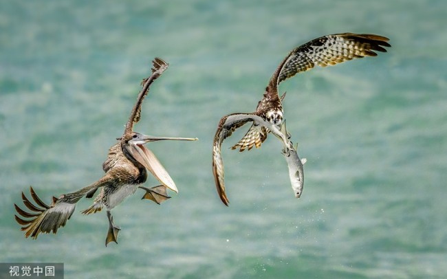 美国佛罗里达州，塞巴斯蒂安湾州立公园内，一只鹈鹕试图抢夺鱼鹰爪中的鱼。鱼鹰俯冲而下捕获了自己的猎物，汹涌的海水和每小时20英里的风速意味着海面上有很多鱼。但是此刻一只鹈鹕在距离很近的地方跟随着它。