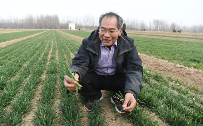 黄河岸边中国农科院专家指导农户科技壮苗
