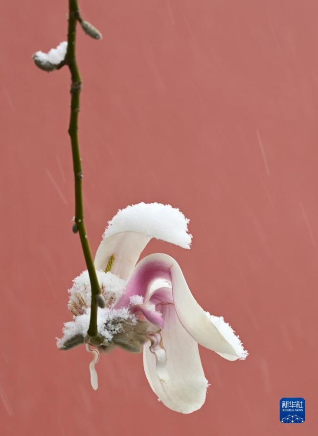 北京三月迎春雪