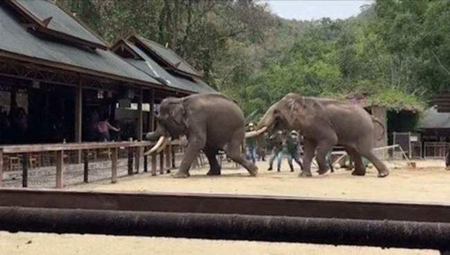 云南一景区两只大象表演时突然打架：一头大象用象牙顶住另一头的屁股