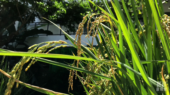 △种子实验室展示的水稻品种。（总台央视记者石伟明拍摄）
