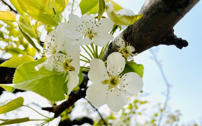 花海澎湃 孕育北京地标果品的429岁古梨树花期正盛