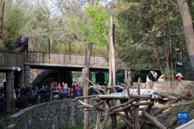 美国史密森学会国家动物园庆祝大熊猫抵美50周年