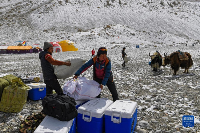 在珠峰登山大本营，牦牛工在搬运准备运送上山的物资（5月1日摄）。新华社记者 姜帆 摄