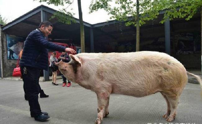 “猪坚强”标本预计5月12日展出